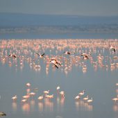  Lake Manyara, TZ